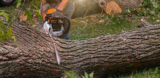 Best Tree Mulching  in Red Boiling Springs, TN