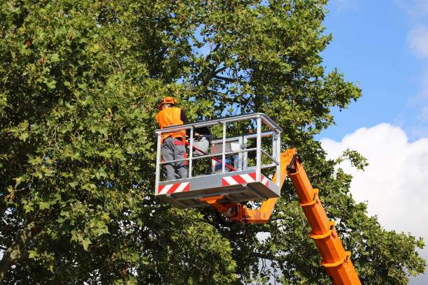 Best Stump Grinding and Removal  in Red Boiling Springs, TN