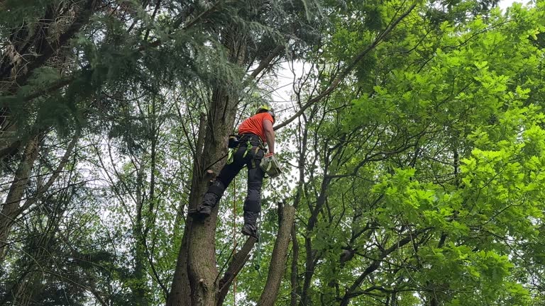 Best Tree Risk Assessment  in Red Boiling Springs, TN