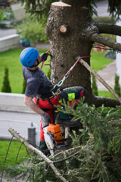 Best Tree Removal  in Red Boiling Springs, TN