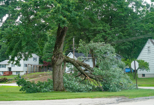 Best Storm Damage Tree Cleanup  in Red Boiling Springs, TN