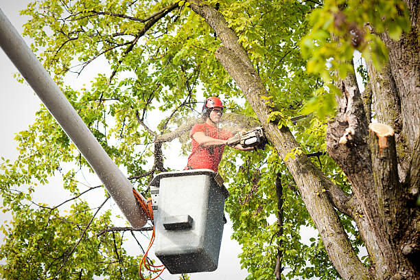 Best Tree Health Inspection  in Red Boiling Springs, TN