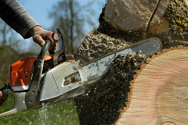 Best Fruit Tree Pruning  in Red Boiling Springs, TN